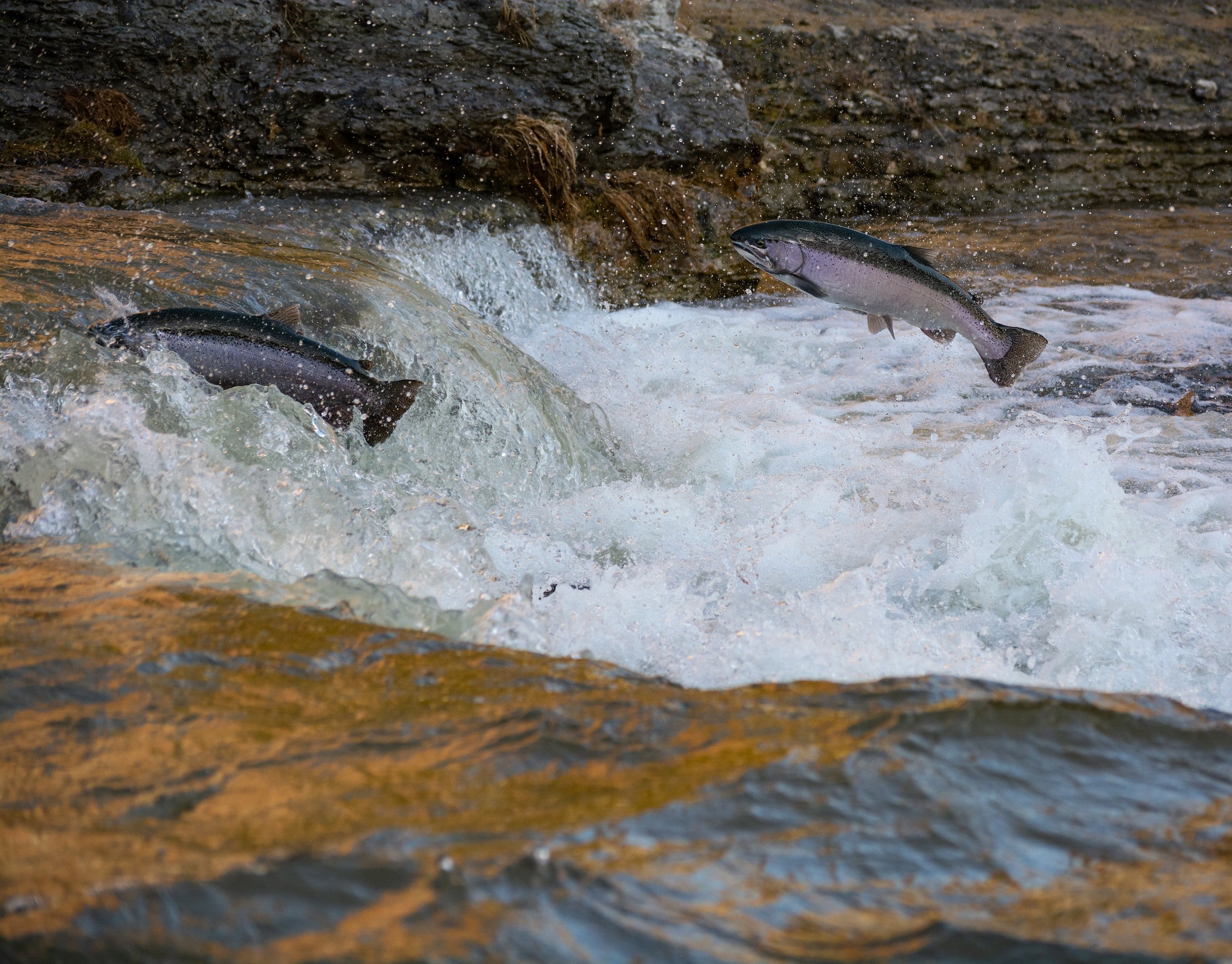 Closing Ceremony for Honor: People and Salmon Exhibit