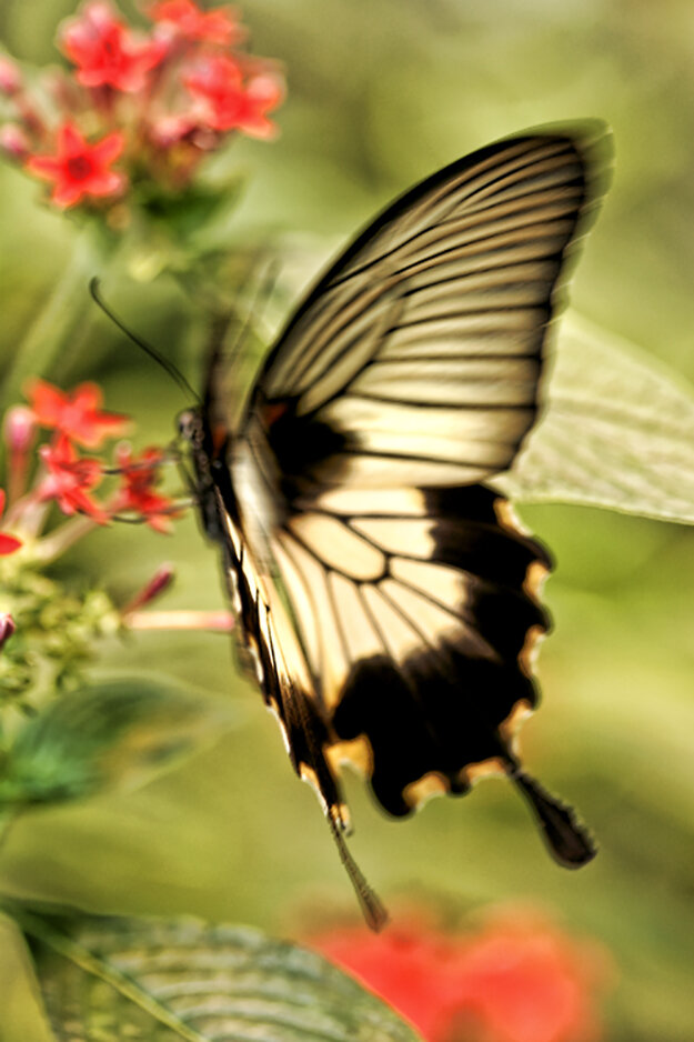 Flutter By, Butterfly!