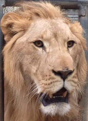 Sponsor an Animal Tier 2