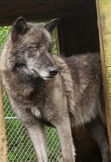 Sponsor an Animal Tier 1