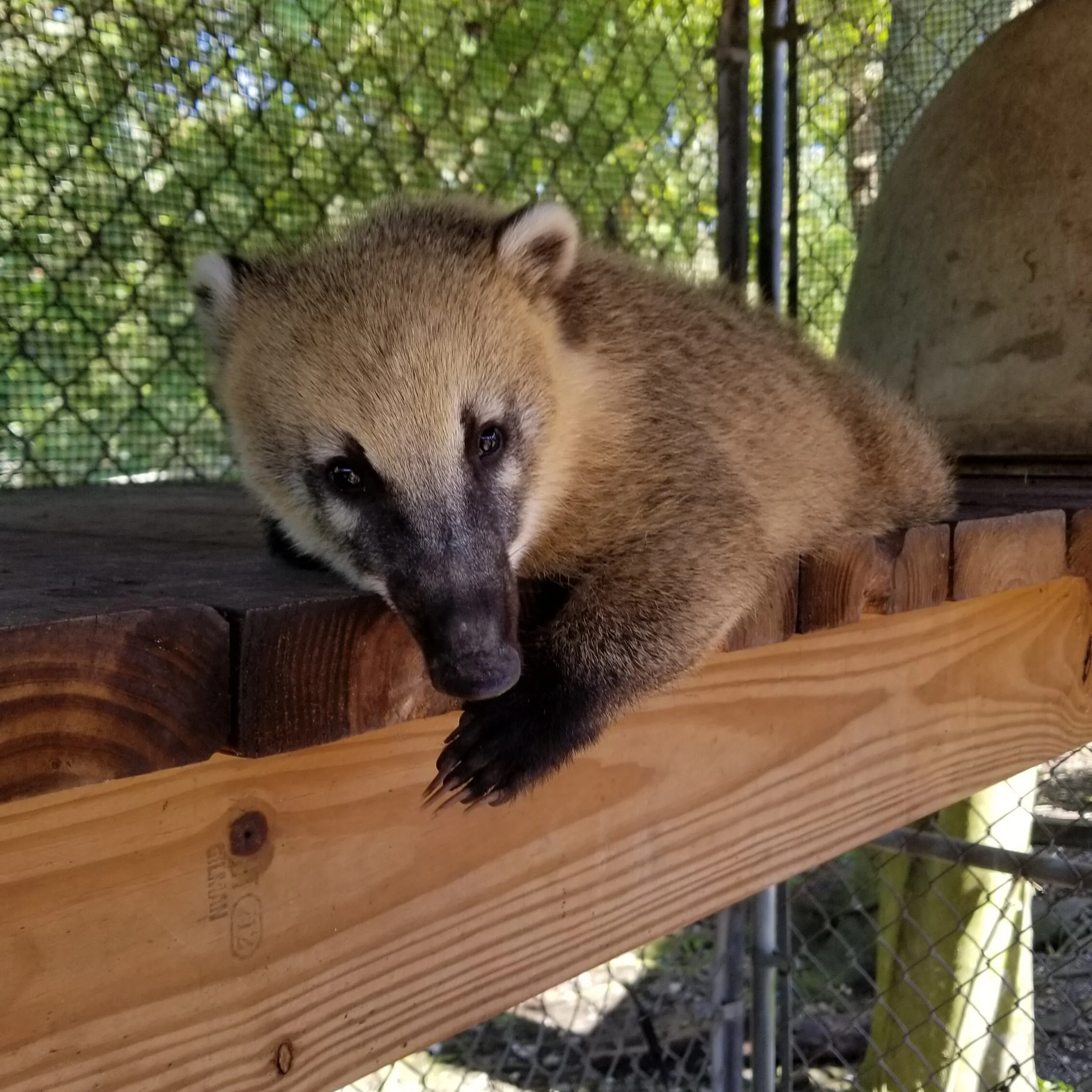 Adopt a Coati