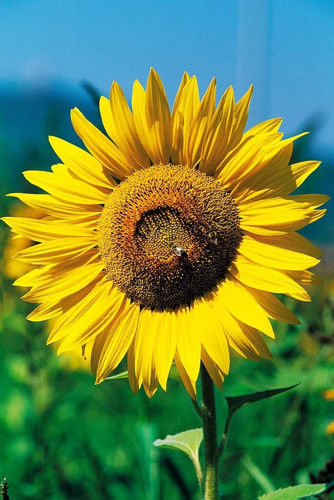 Help Feed the Animals for a Month