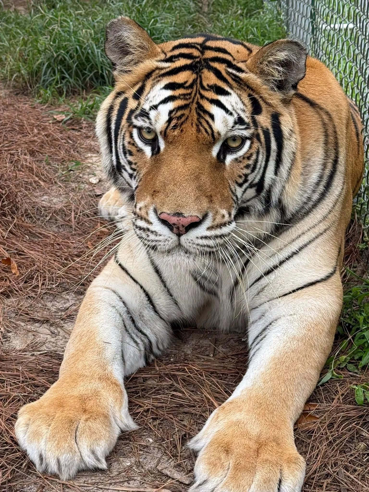 BIG CATS