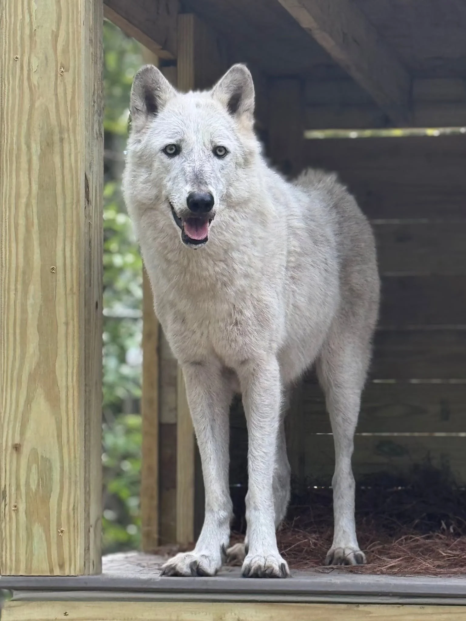 WOLVES