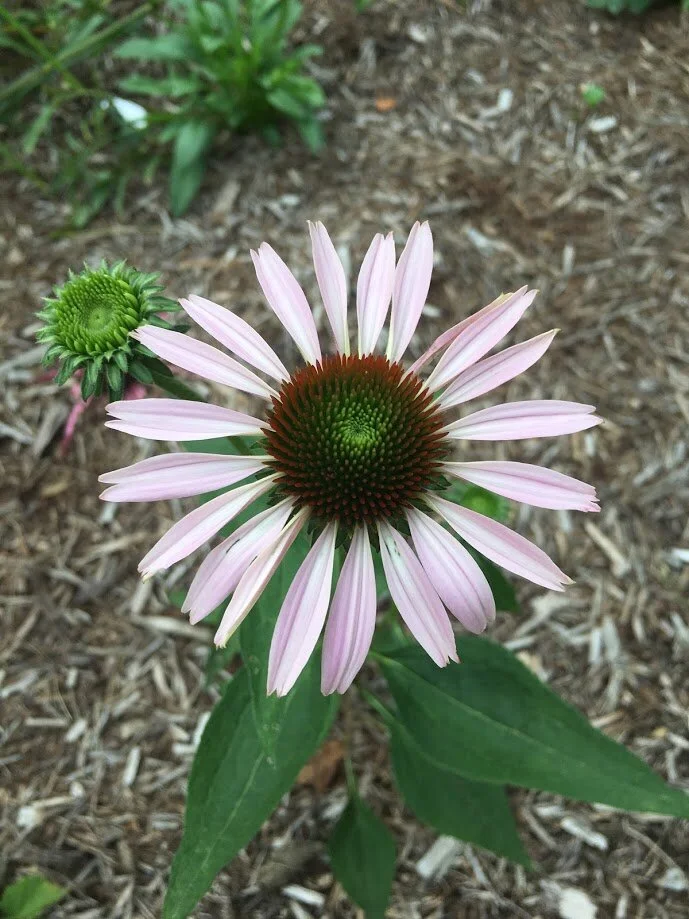  Purple Coneflower   USDA Fact Sheet  