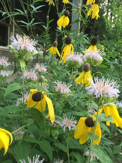  Yellow Coneflower   USDA Fact Sheet  