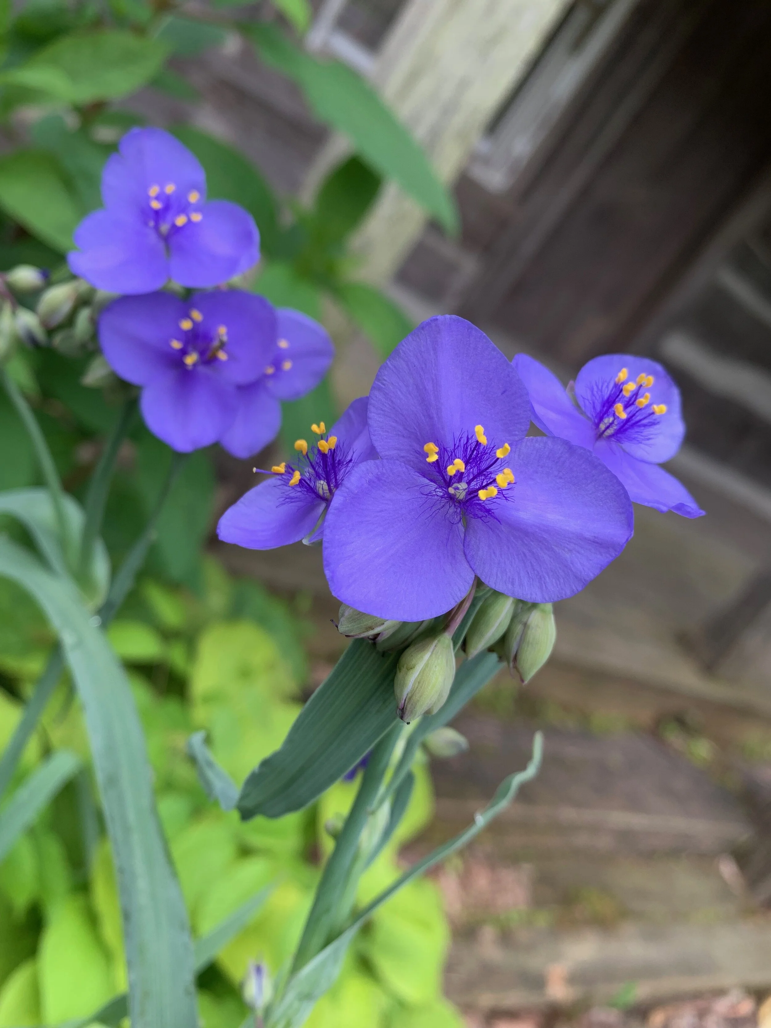  Ohio Spiderwort   USDA Fact Sheet  