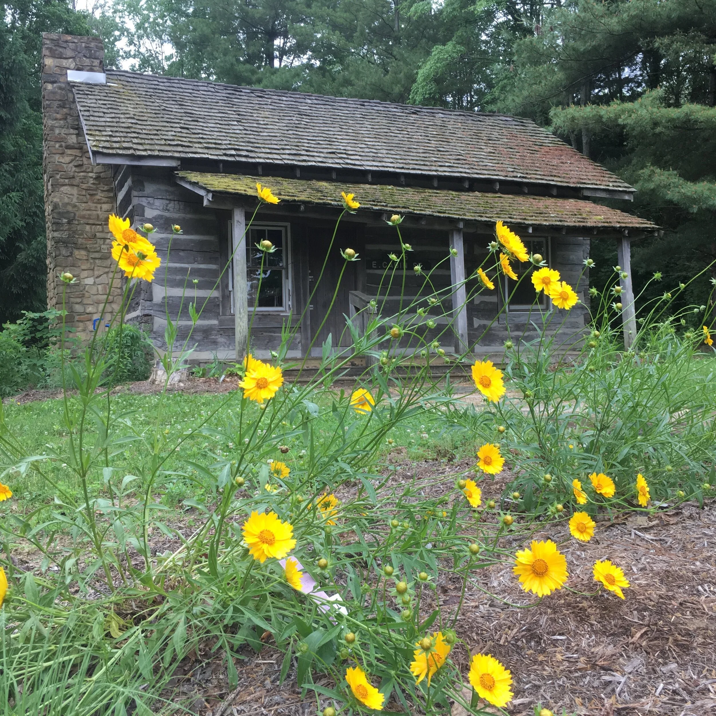  The following year after planting 