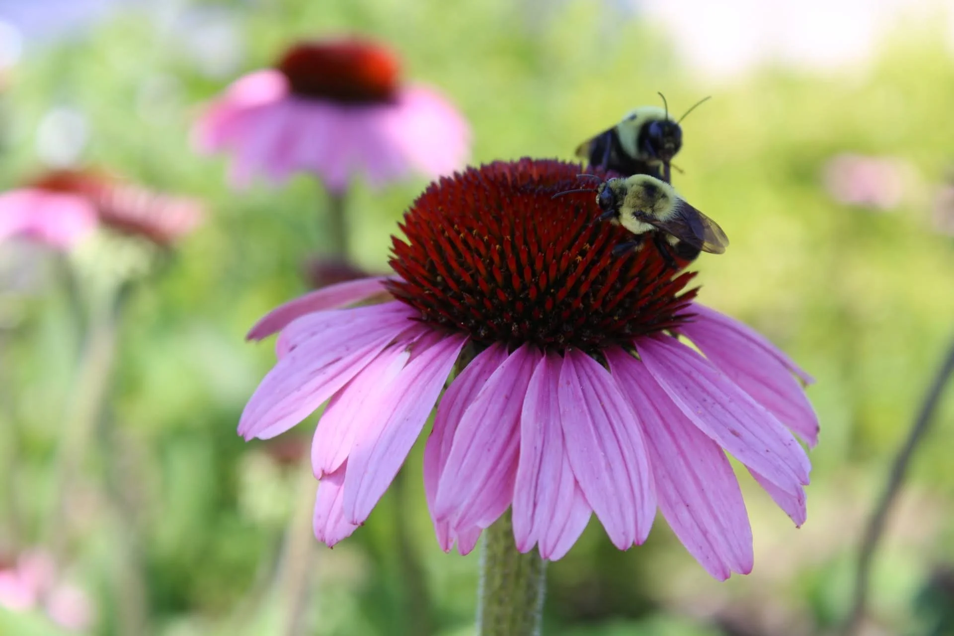  Purple Coneflower   USDA Fact Sheet  