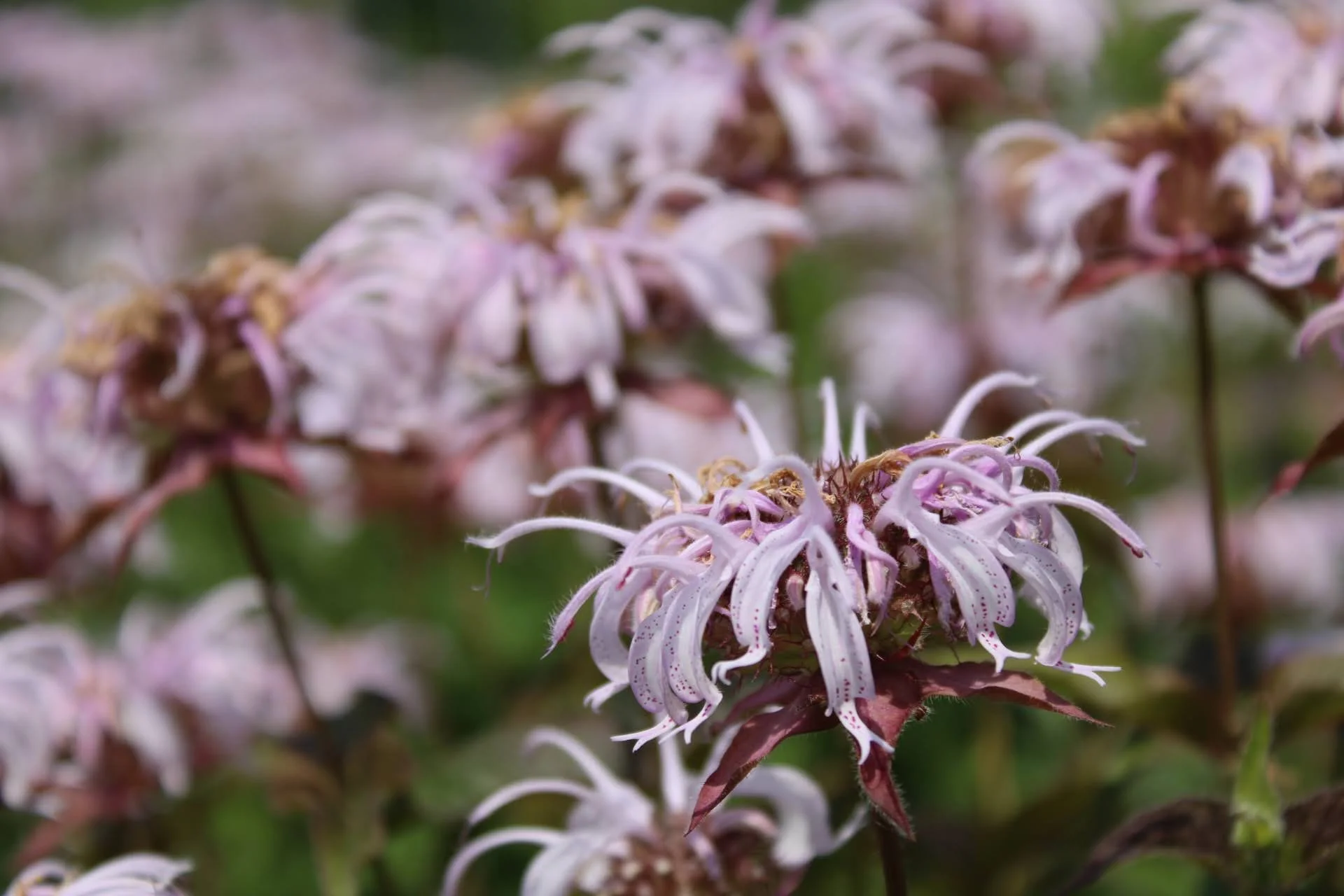  Bradbury’s Monarda   Lady Bird Johnson  