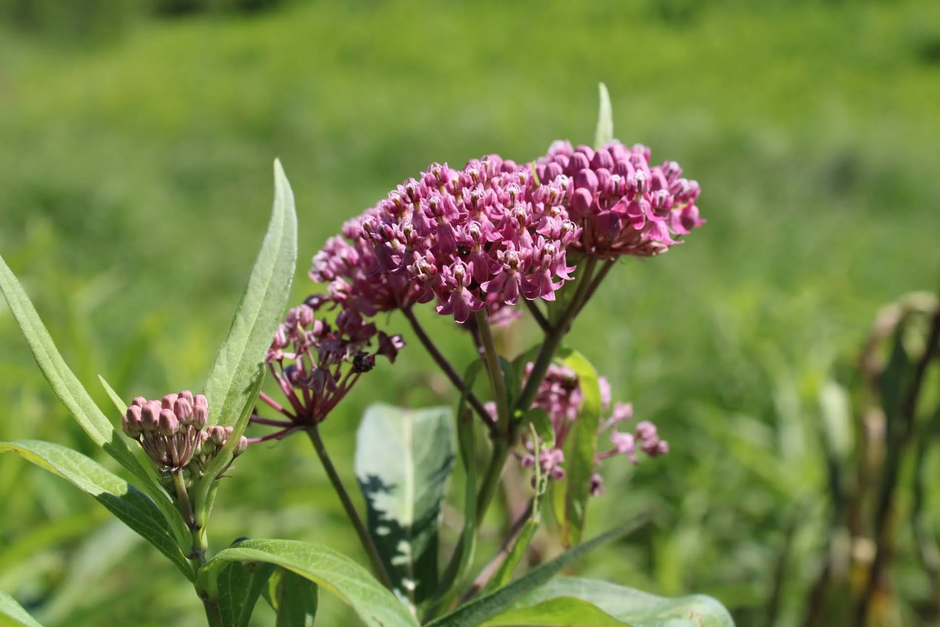  Swamp Milkweed   USDA Fact Sheet  