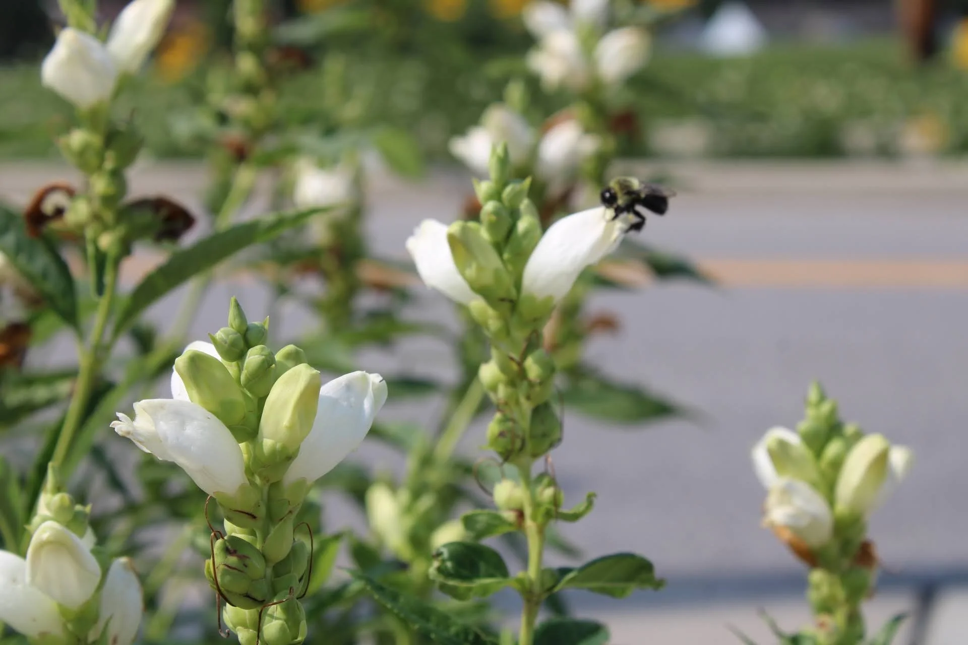  White Turtlehead   USDA Facts  