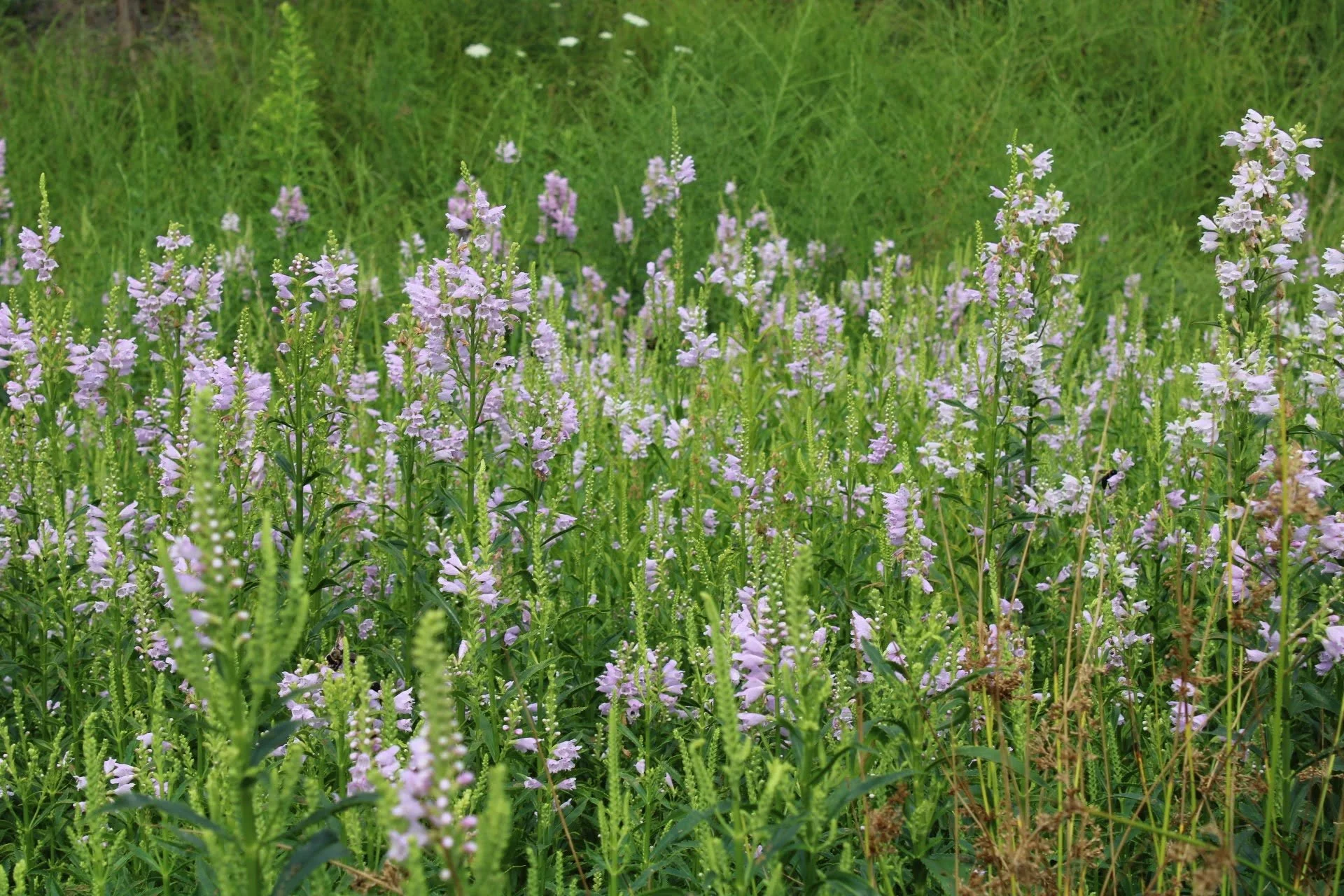  Obedient Plant   Lady Bird Johnson  