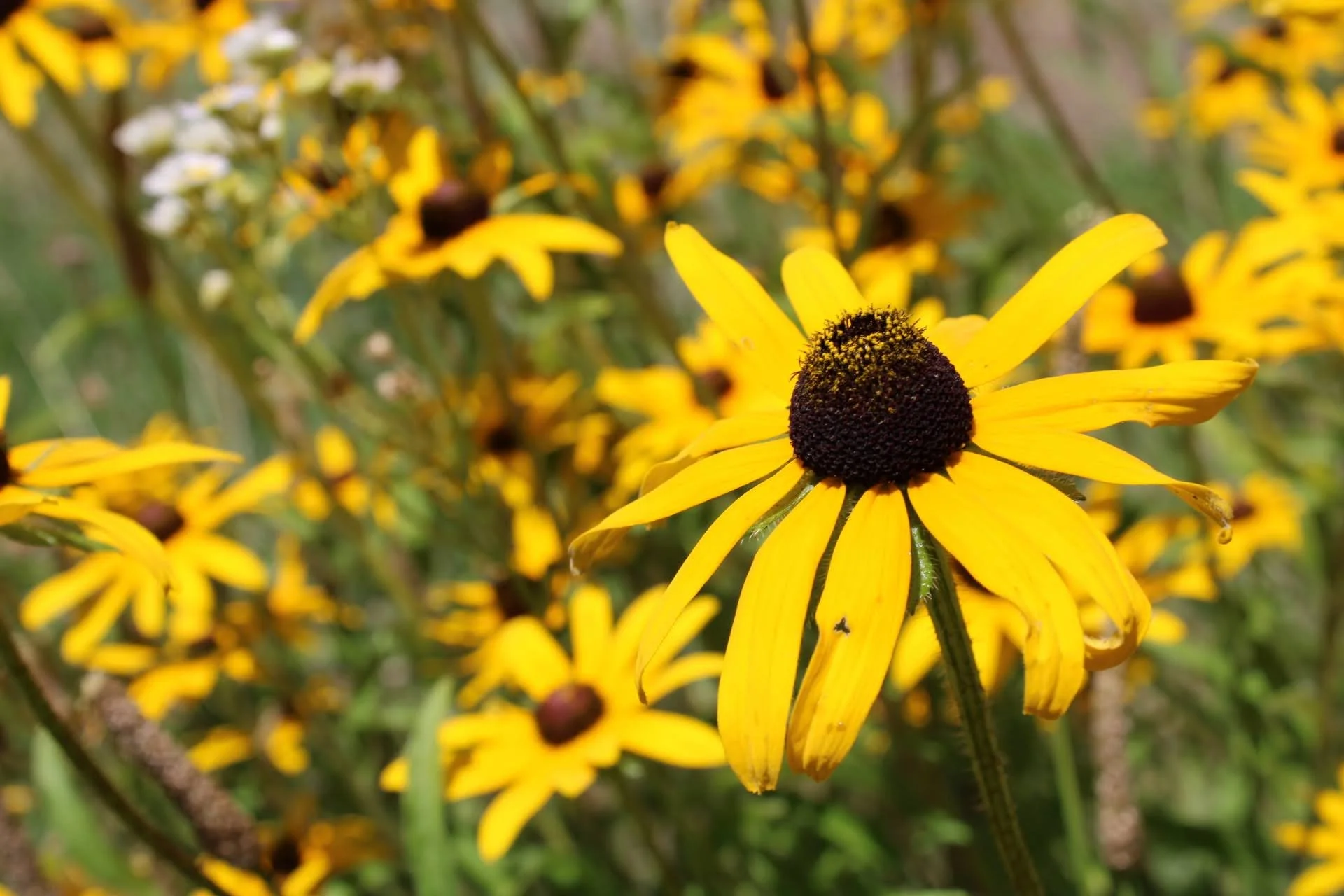  Black Eyed Susan   USDA Fact Sheet  