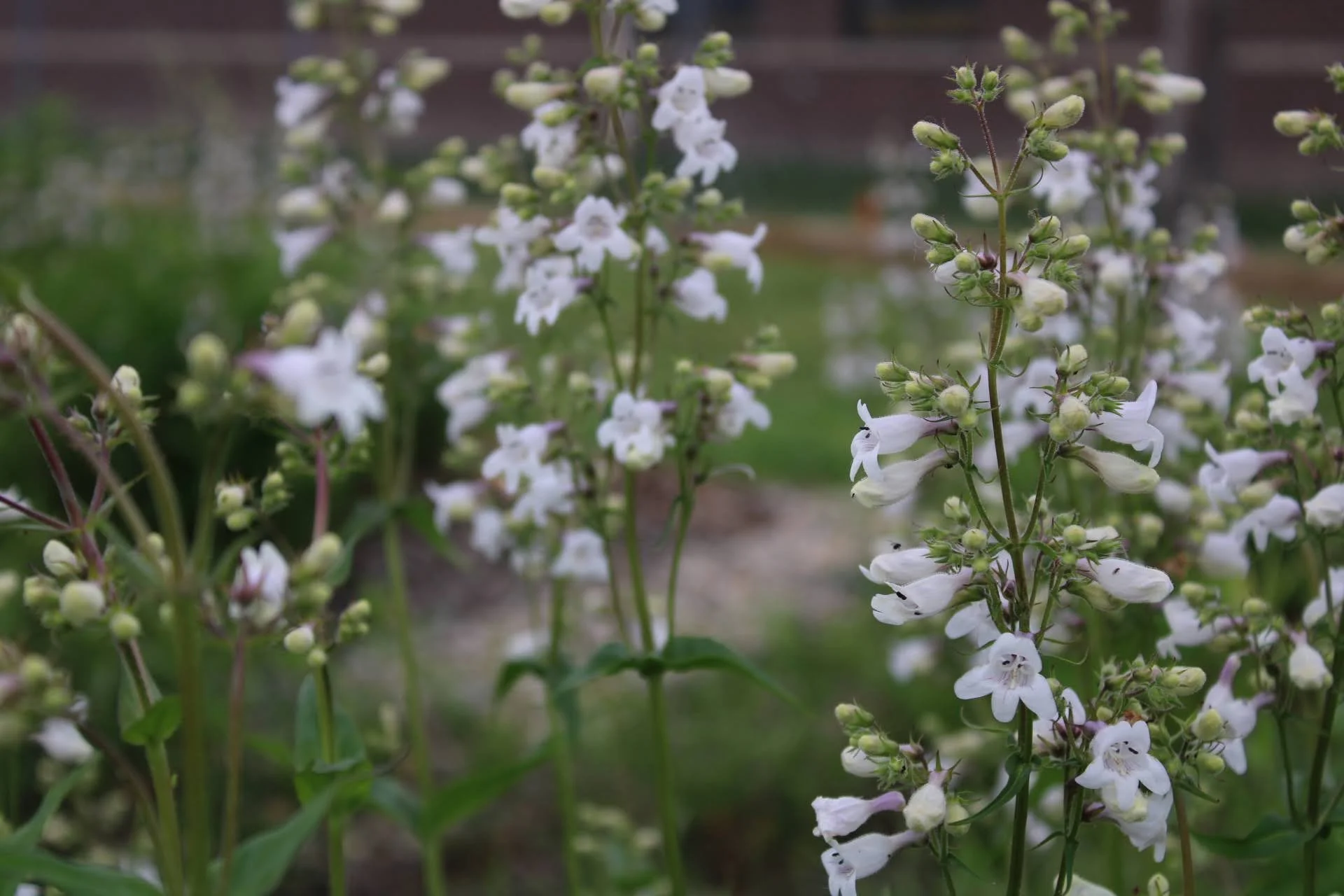  Foxglove Beardtounge   Lady Bird Johnson  