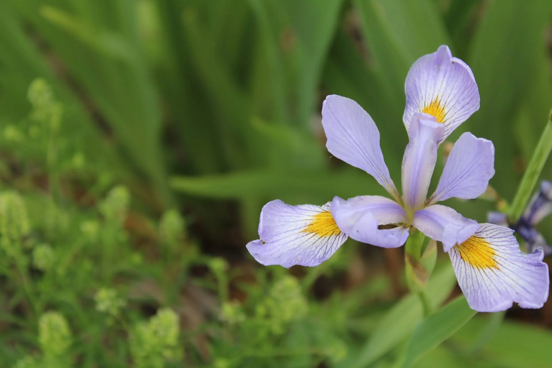 Blue Flag Iris   USDA Facts  