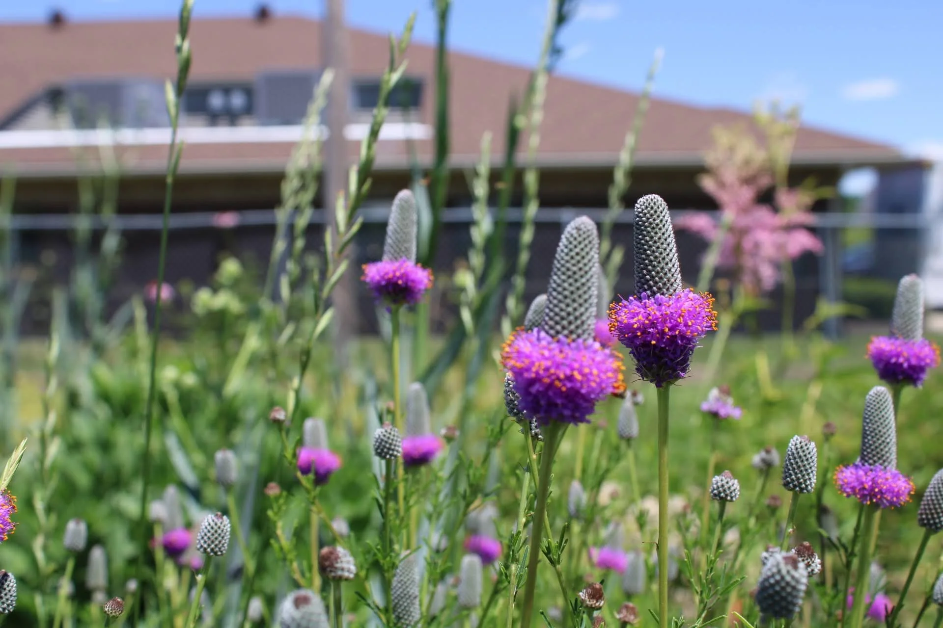  Purple Prairie Clover   USDA Fact Sheet  