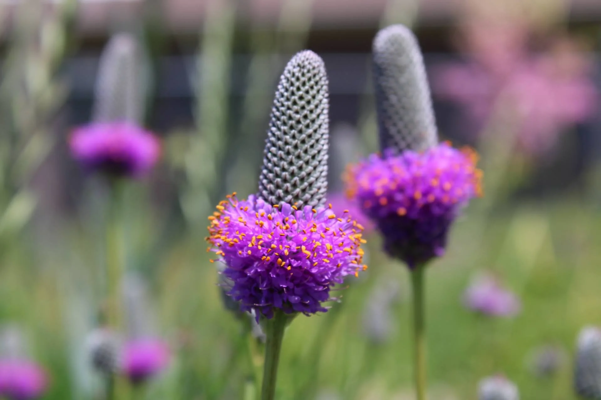  Purple Prairie Clover 