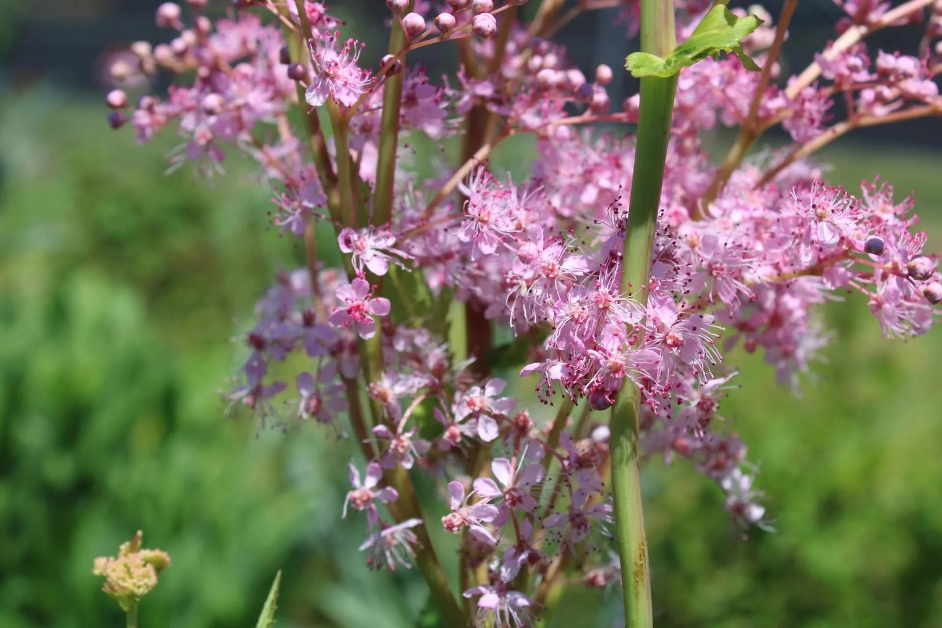  Queen of the Prairie   Lady Bird Johnson  