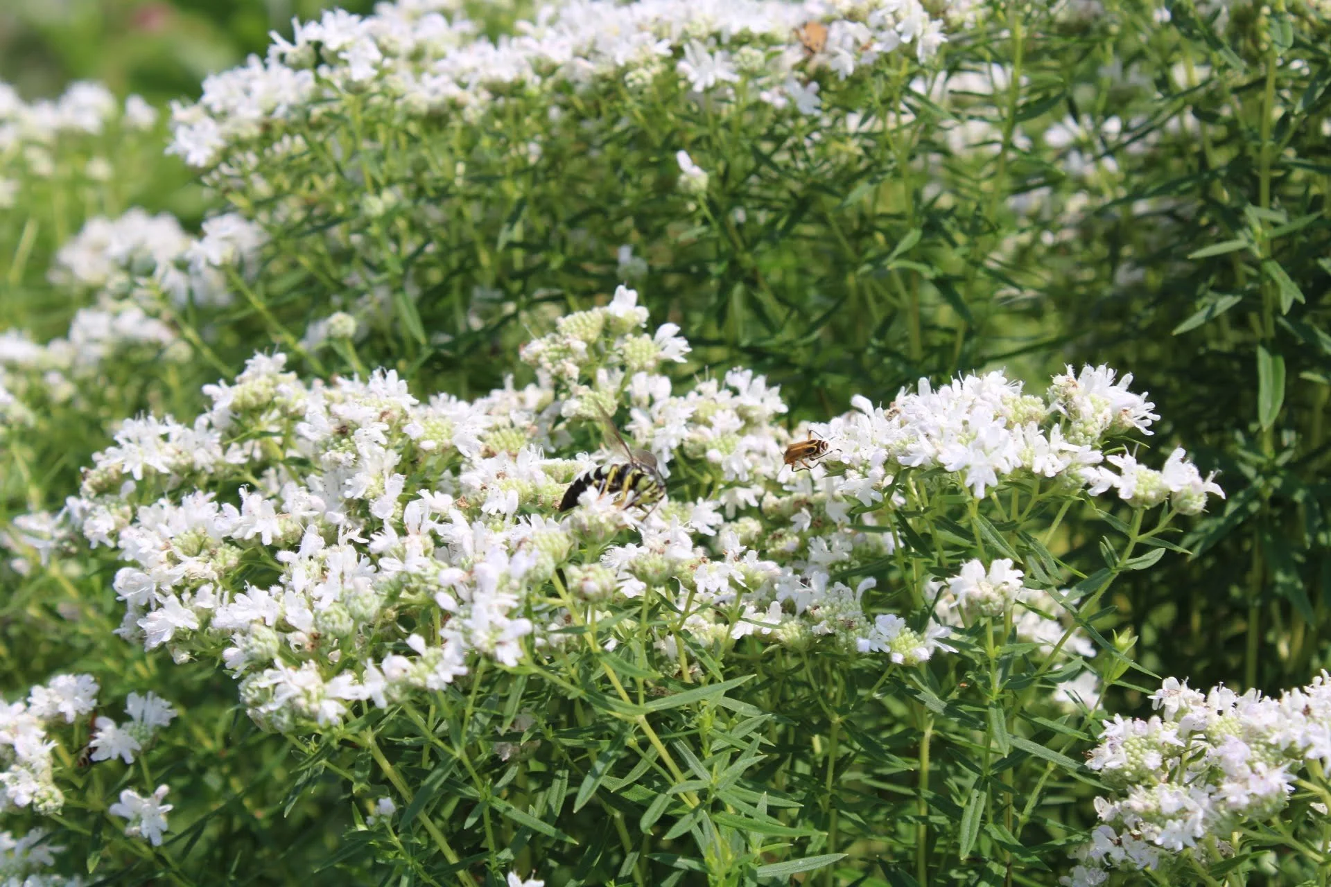  Virginia Mountain Mint   USDA Fact Sheet  