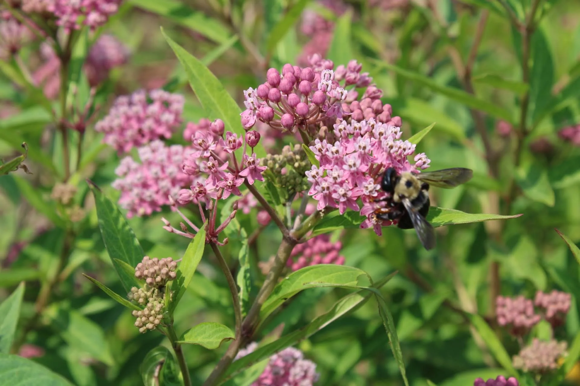  Swamp Milkweed 