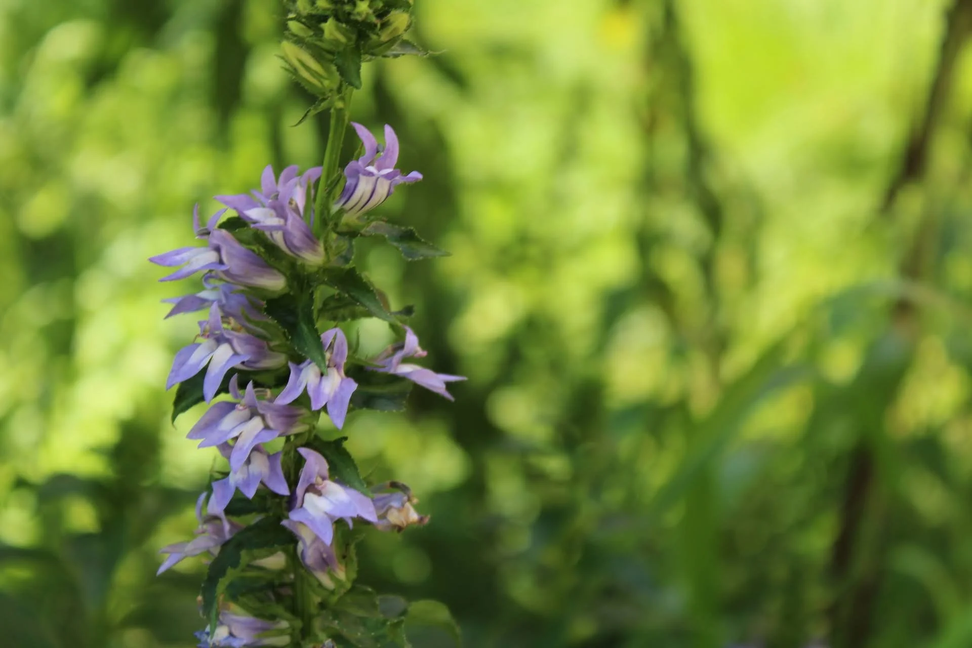  Great Blue Lobelia   USDA Fact Sheet  
