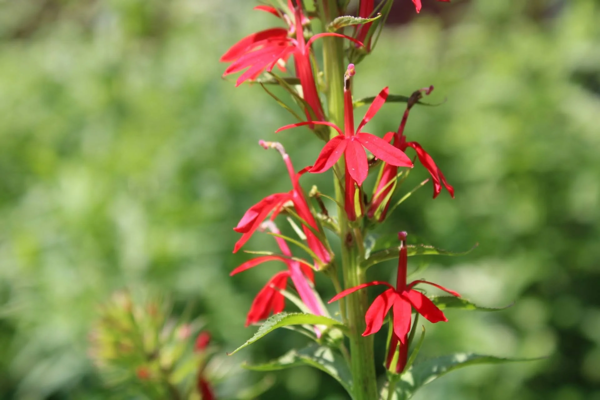  Cardinal Flower   USDA Fact Sheet  