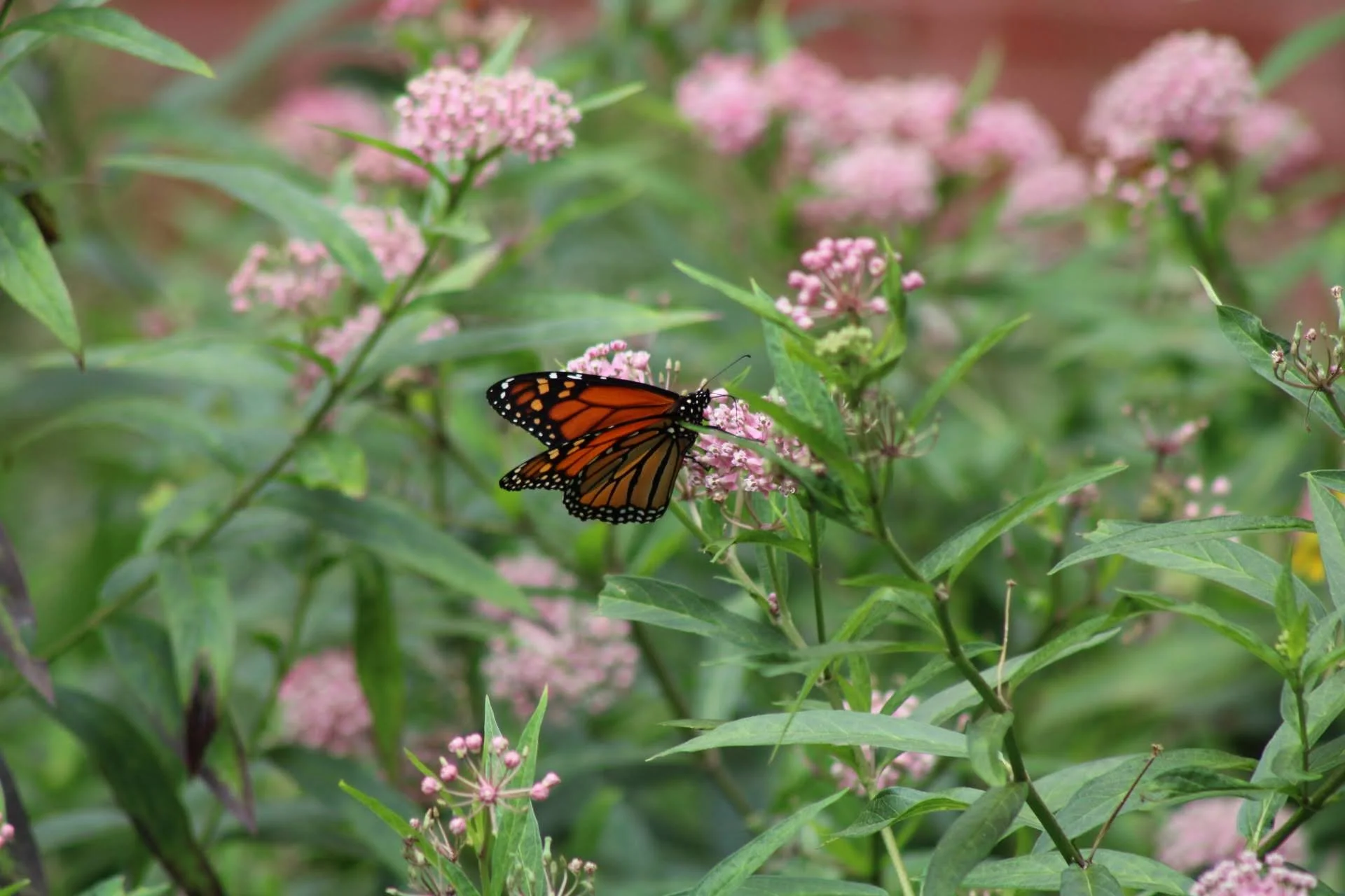  Swamp Milkweed   USDA Fact Sheet  