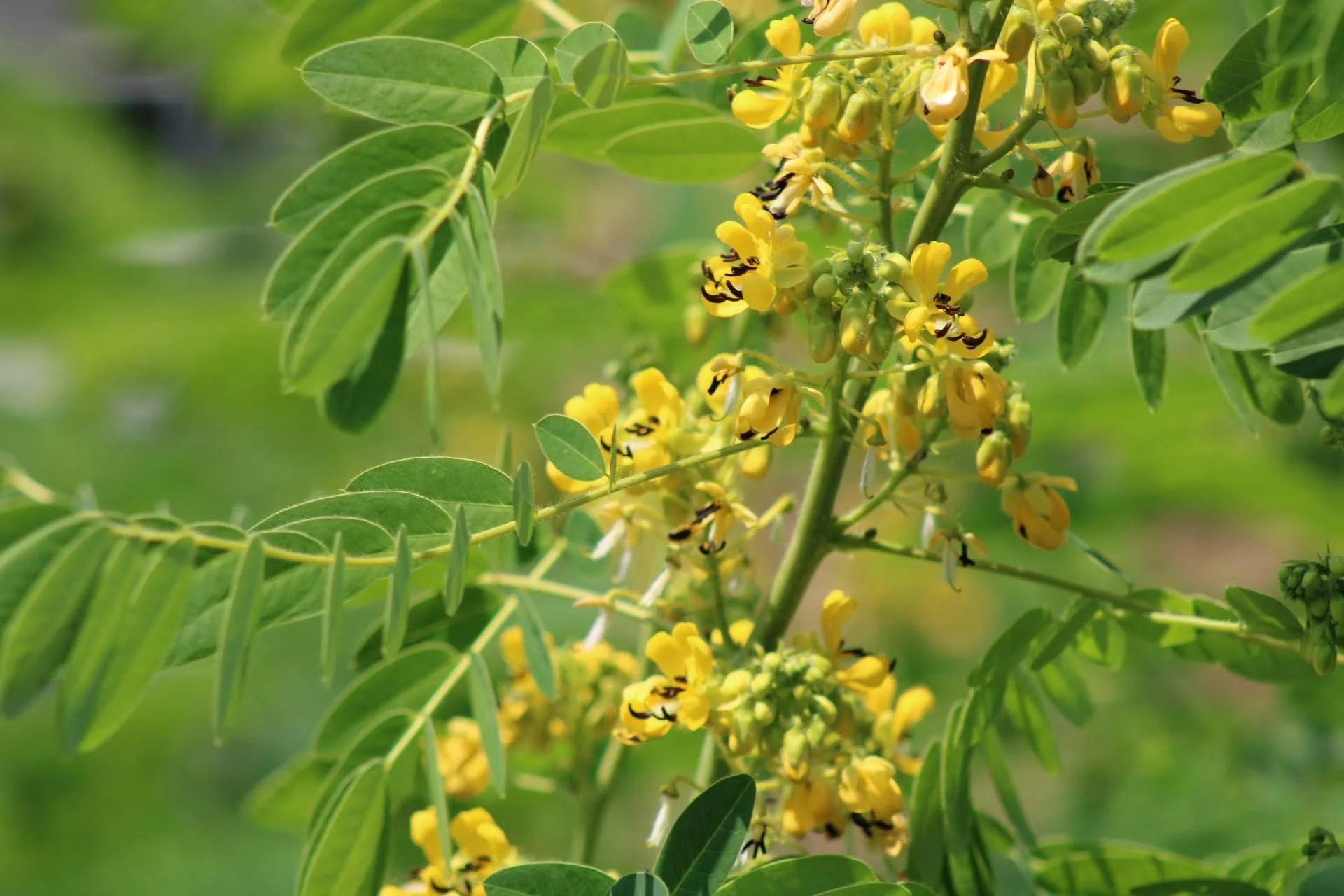  Wild Senna   USDA Fact Sheet  