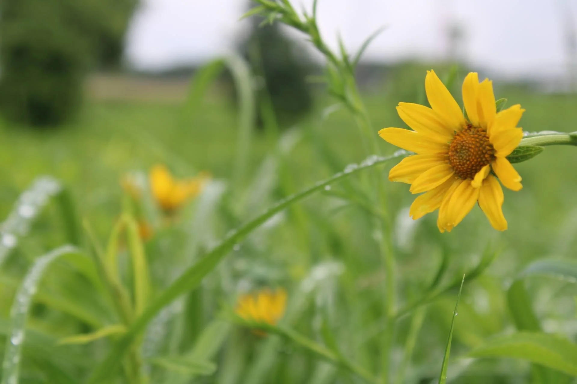  Early Sunflower   USDA Fact Sheet  
