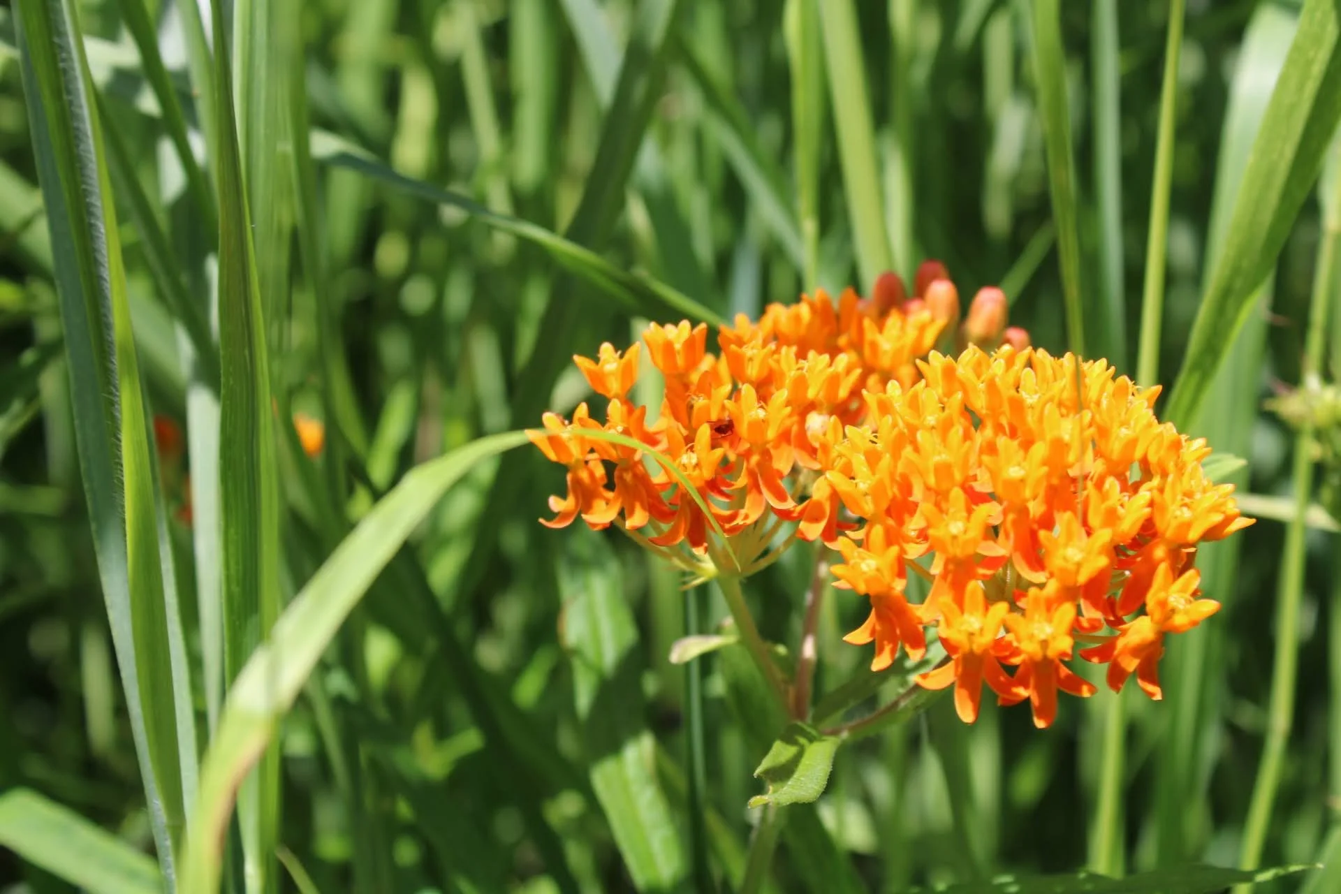  Butterfly Weed   USDA Fact Sheet  