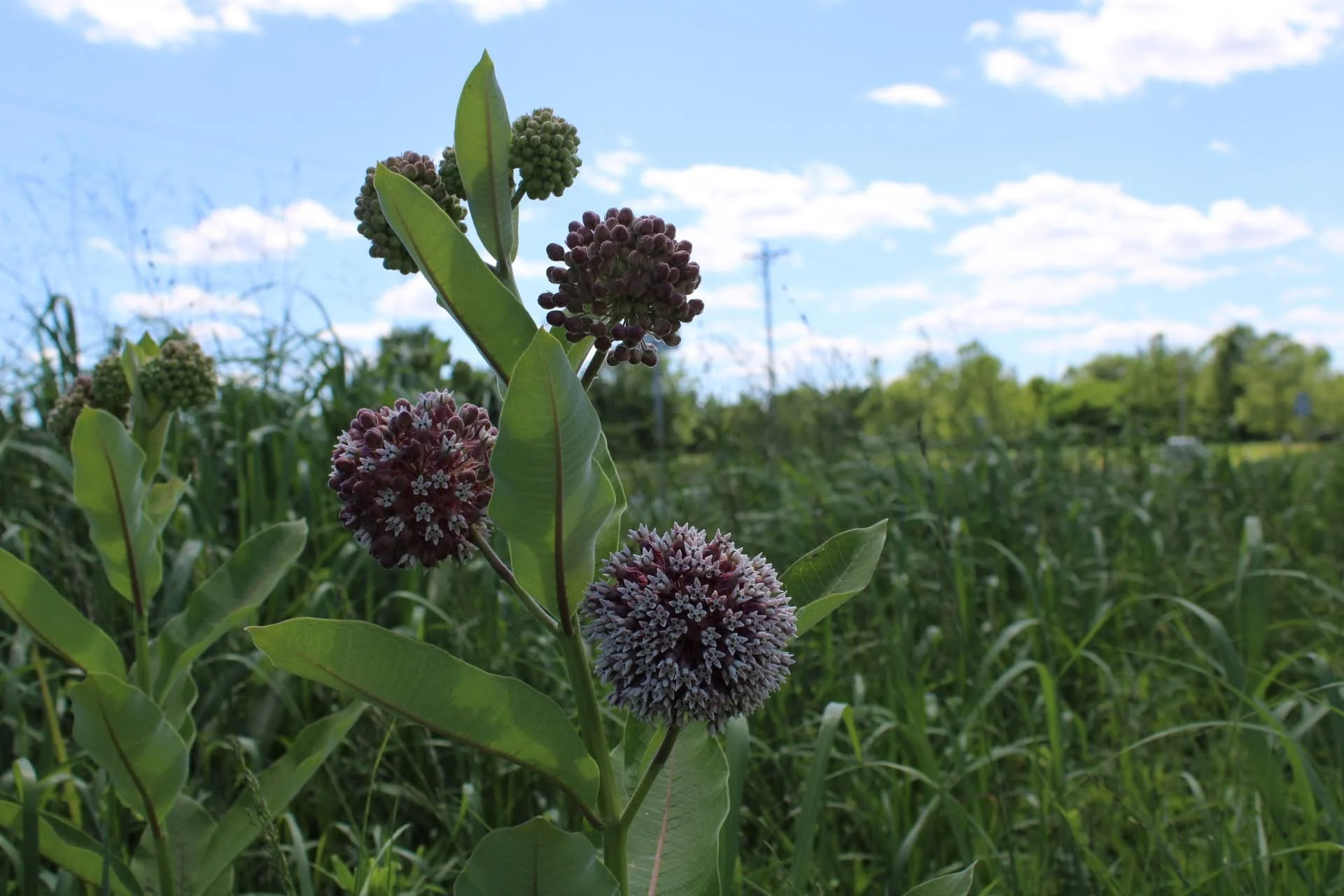  Common Milkweed   USDA Fact Sheet  