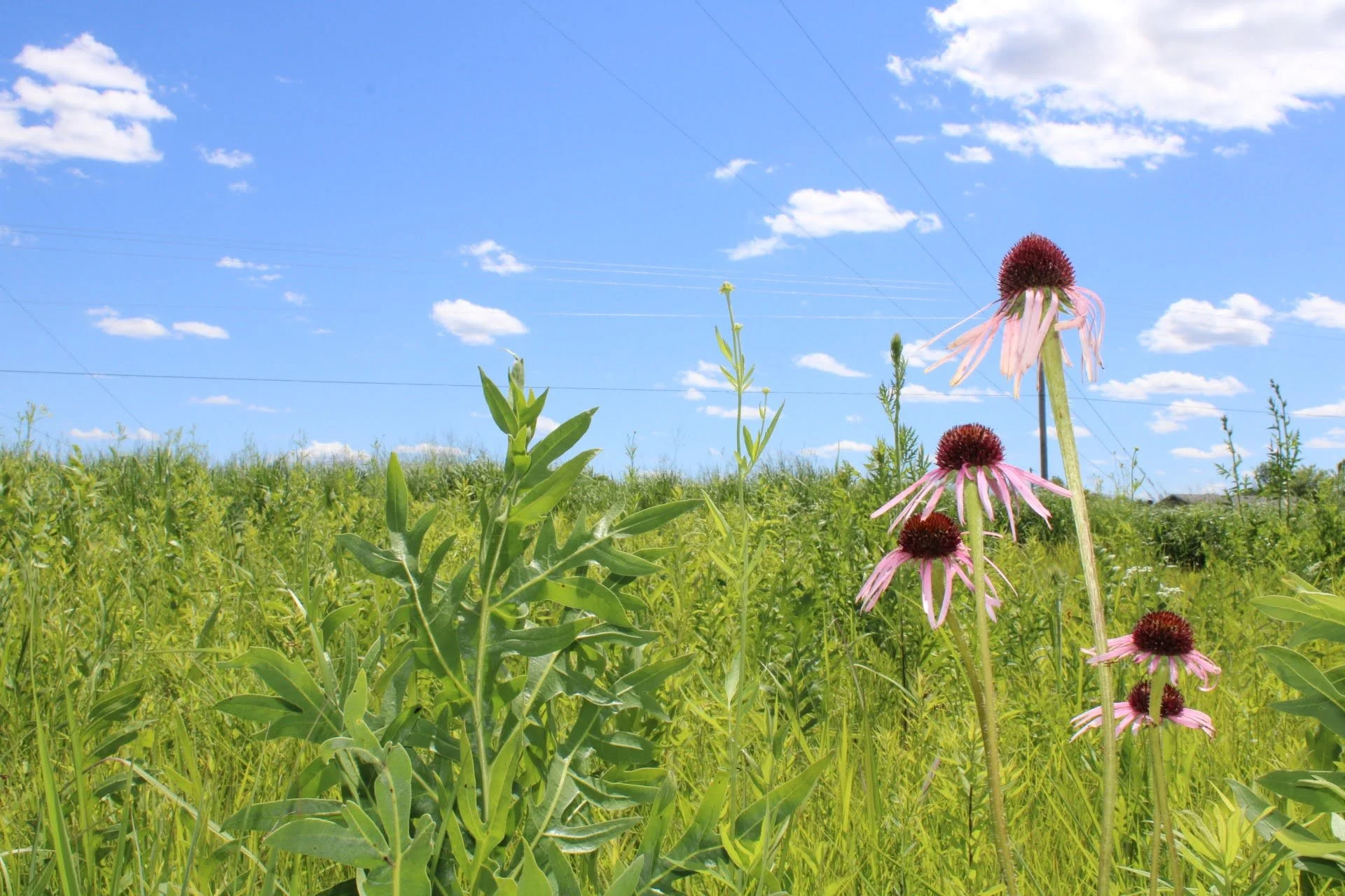  Pale Purple Coneflower   USDA Fact Sheet  