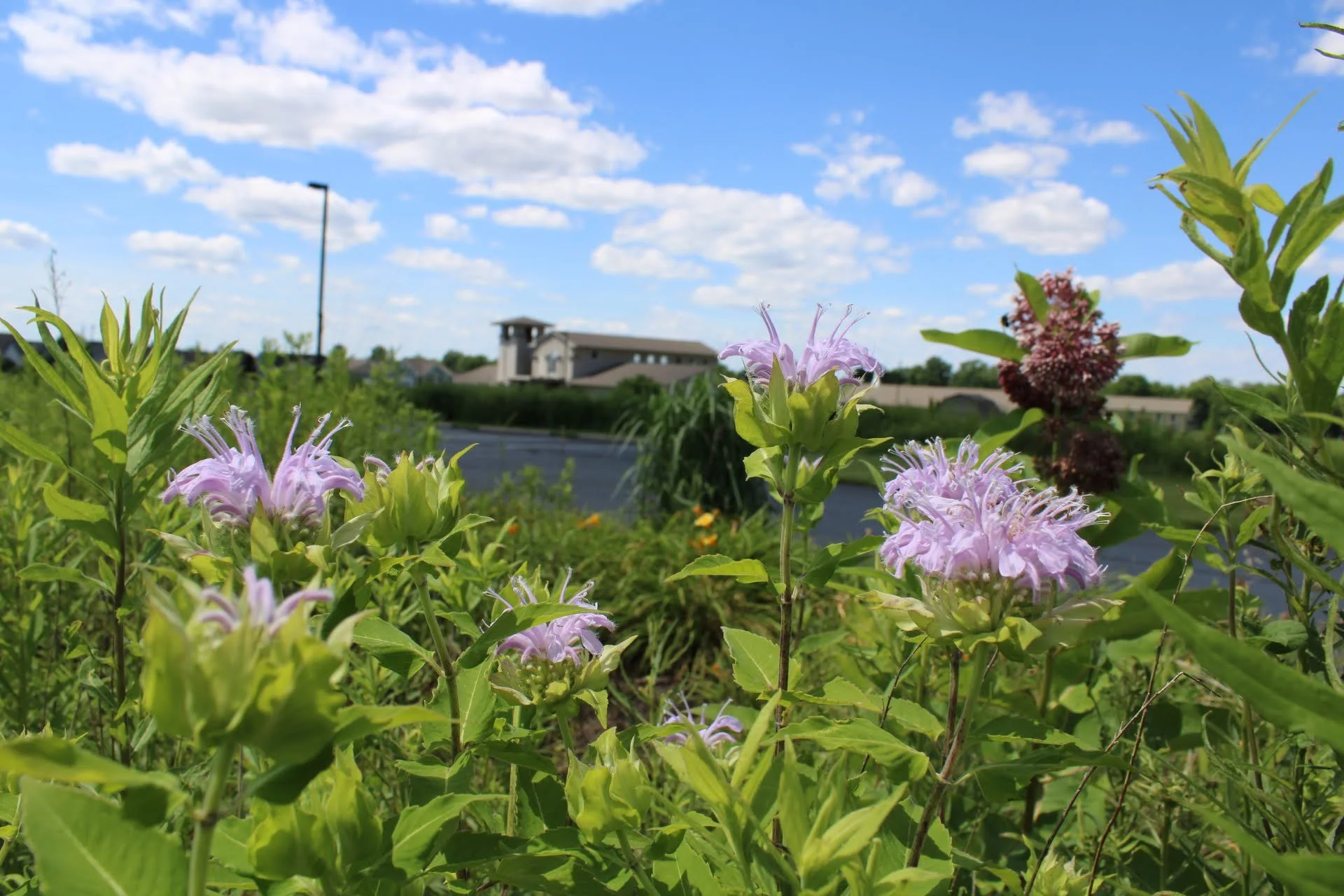  Wild Bergamot   USDA Fact Sheet  