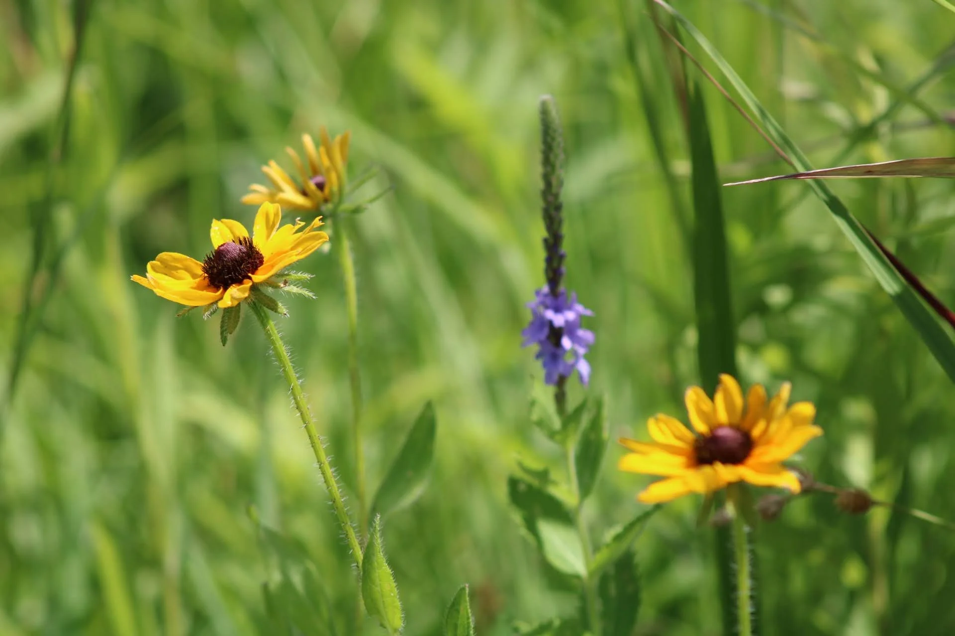 Black Eyed Susan   USDA Fact Sheet  