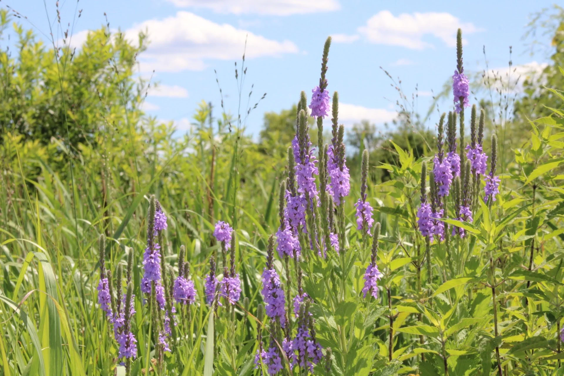 Hoary Vervain   Lady Bird Johnson  