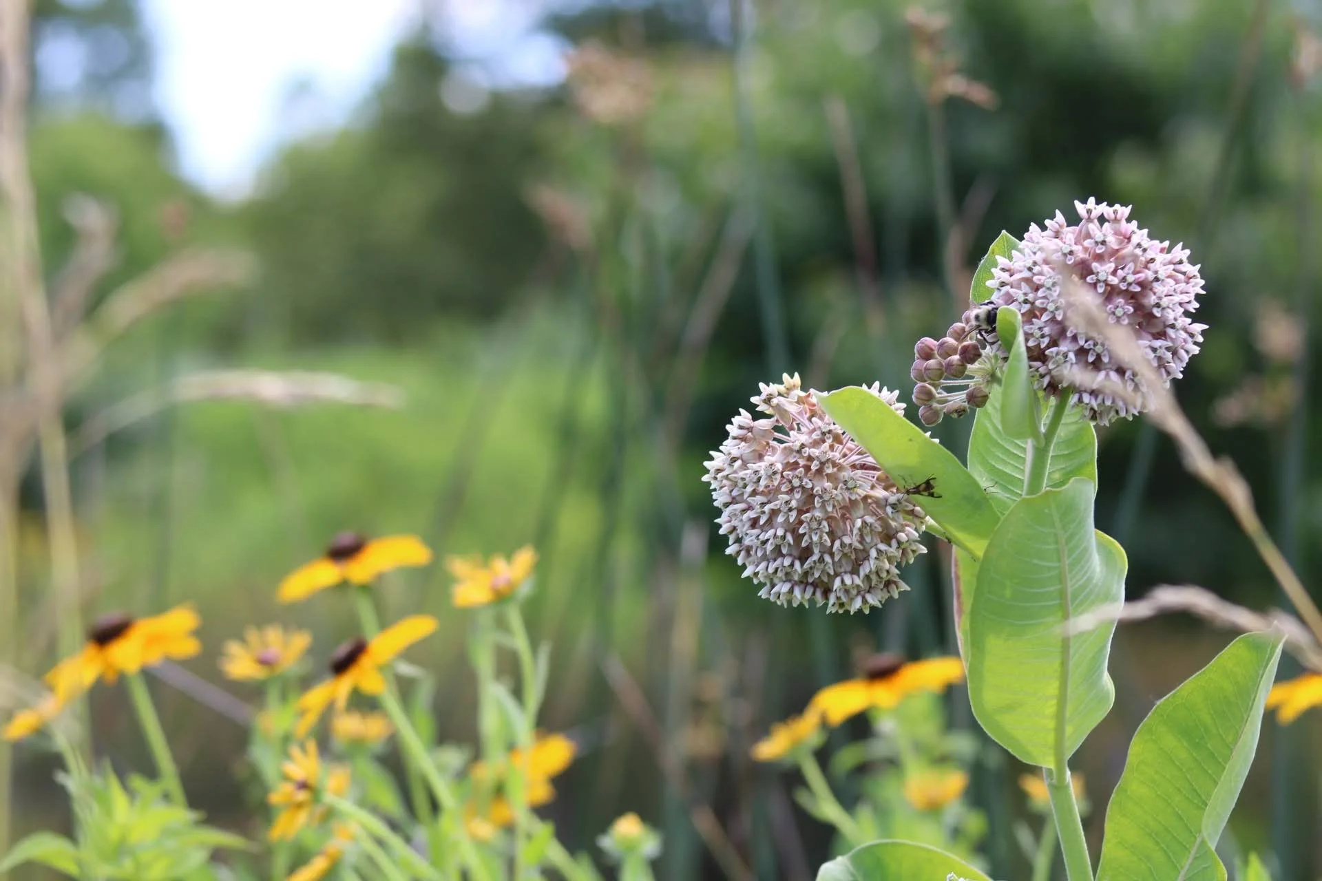  Common Milkweed   