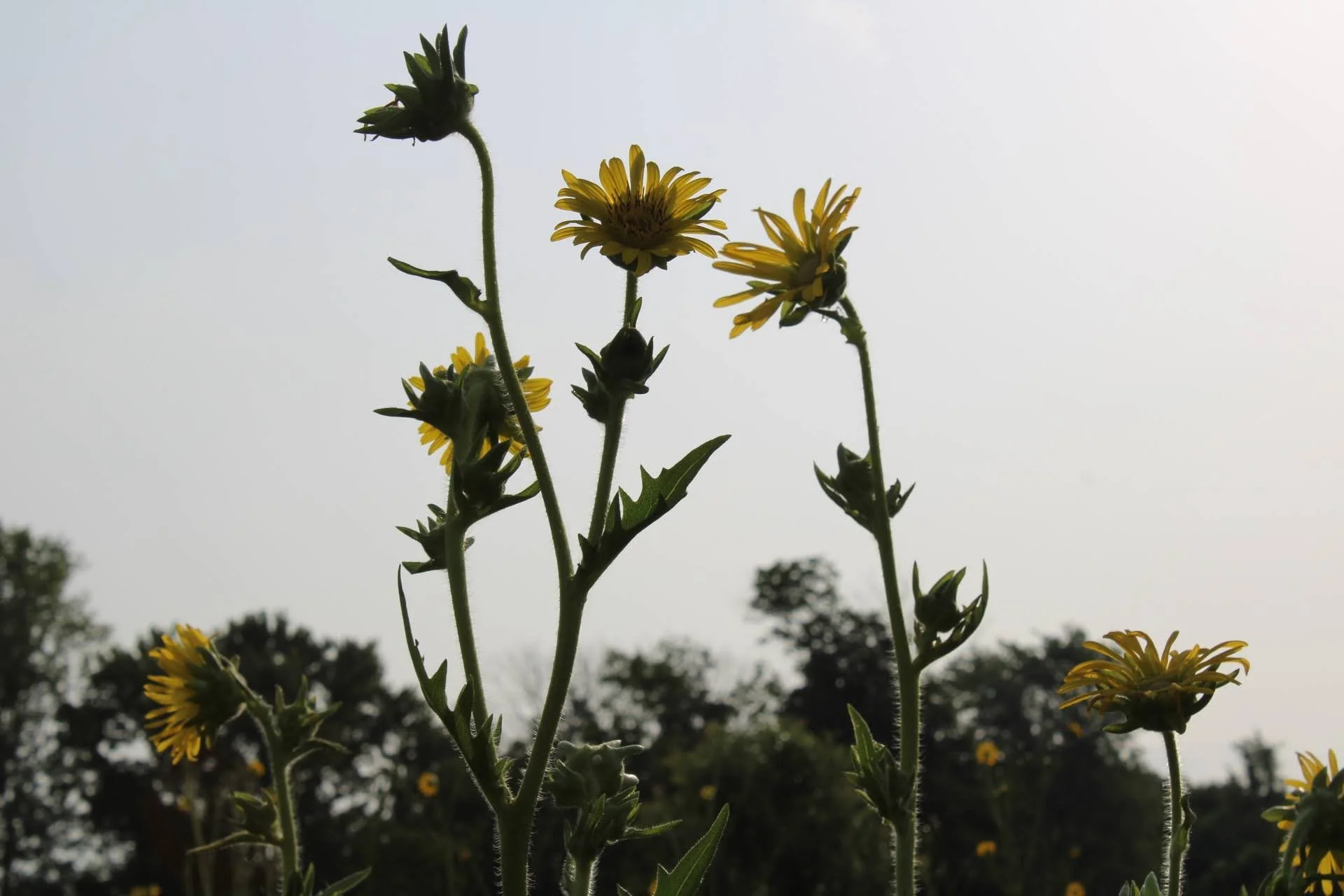  Compass Plant   USDA Fact Sheet  