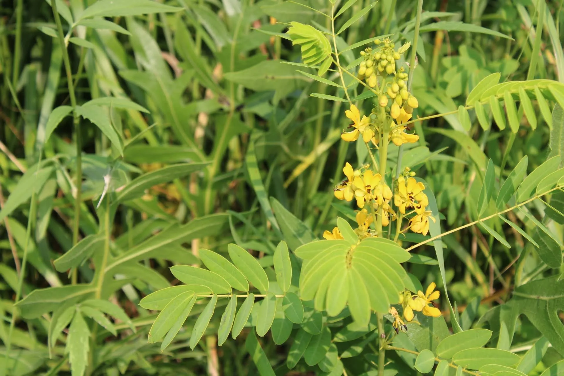  Wild Senna   USDA Fact Sheet  