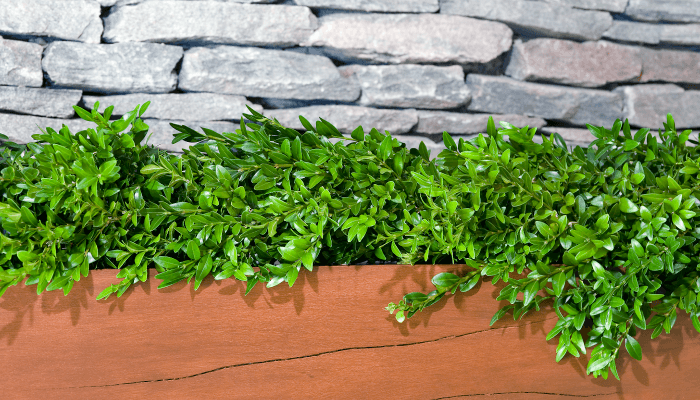 Boxwood Garland