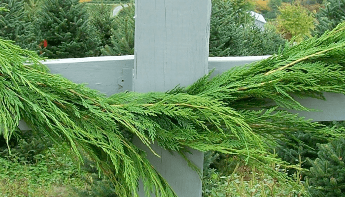 Cypress Garland