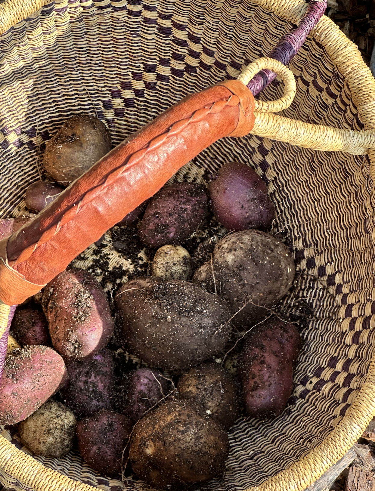 Potato harvest.3.png