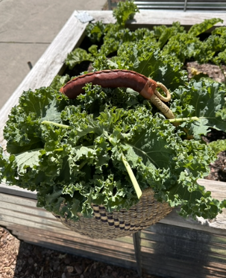 Spring 2026 Kale Harvest.png