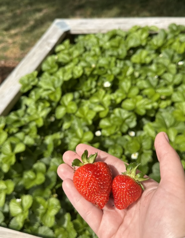 Our Children's strawberry patch had a beautiful bounty this year! These were our first two.