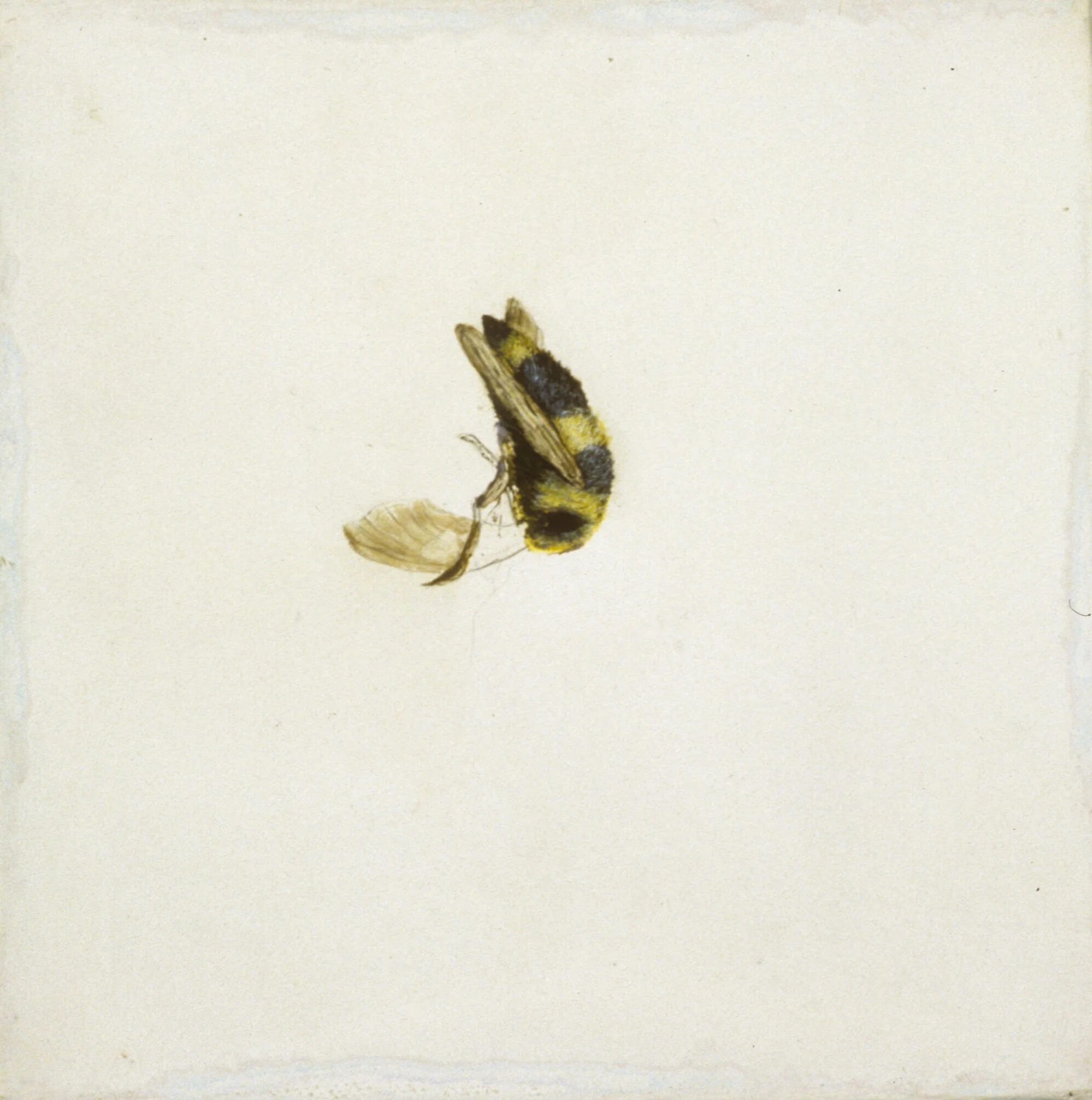 bee.jpg