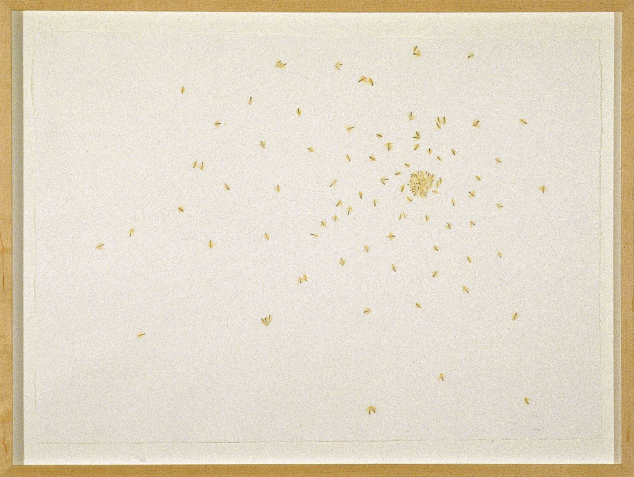 sycamore+seeds.jpg
