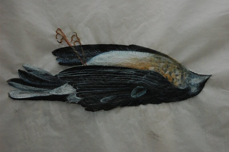 detail dead robin.JPG