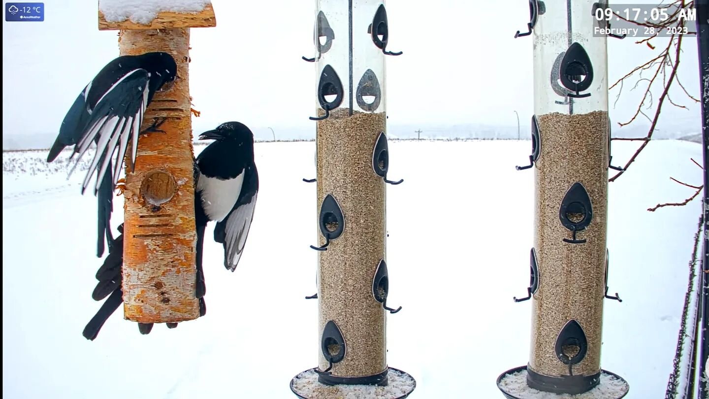 The magpies have finally mastered their balance on the suet log

#blackbilledmagpie #magpie #birdfeeding #birding #canadianbirdnerd #birdnerd