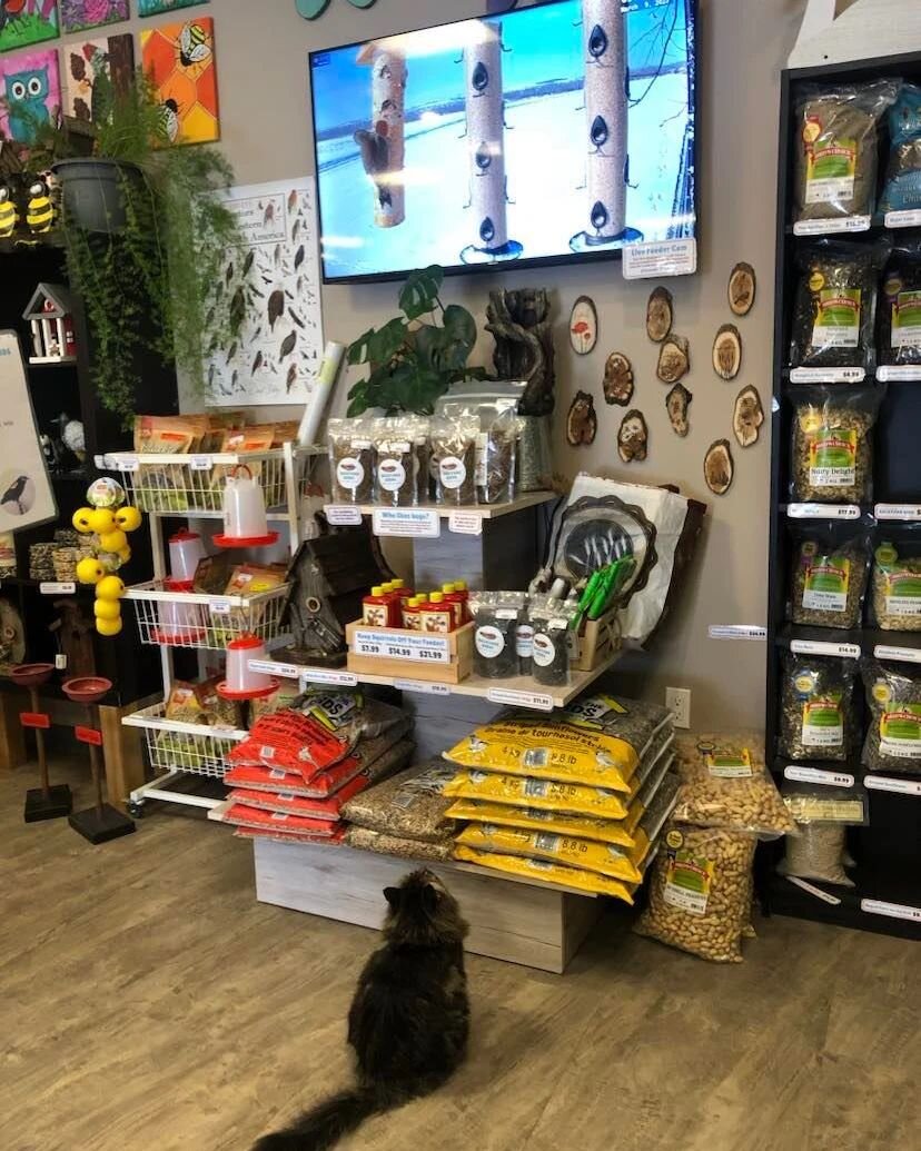 The feline employee got a little distracted today by the flicker on the suet. Hehe. Sent to us by @backyardbirdsnatureshop Thank you!
