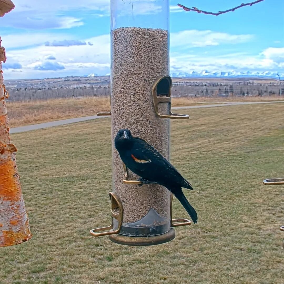 Our migratory birds have returned. I can not tell you how beautiful and relaxing it is to hear the Red-Winged Blackbirds singing in our backyard again. Always the best sound of spring (and the Robin's) to me. 
#canadianbirdnerd #birdnerd #birdcam #bi